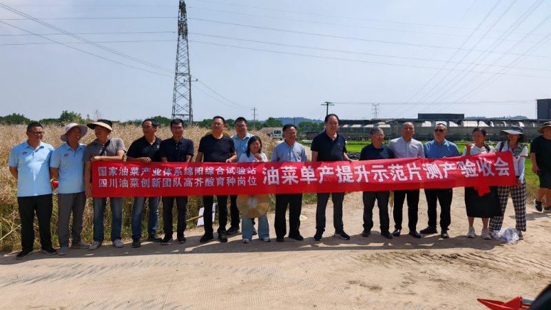 绵油51最高亩产284.8公斤！今年测产创新高，破解油菜丰收密码